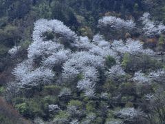 -四明山国家森林公园