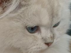 -Sweet cat·星愿猫咖(国贸大厦店)