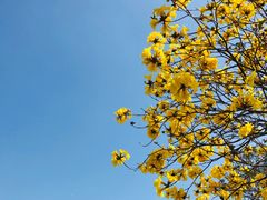 -天适樱花悠乐园