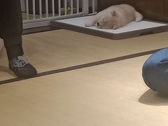 -逗柴咖啡屋·狗咖猫咖宠物桌游