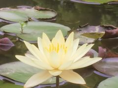 -东莞植物园