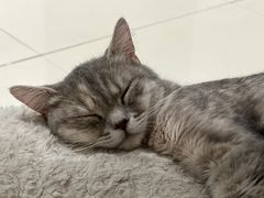 -COLOR PETS 撸猫馆·购猫·猫咖(长风大悦城店)
