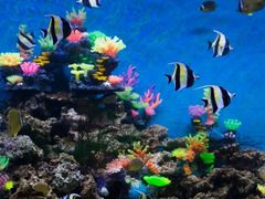 -芜湖新华联大白鲸海洋公园