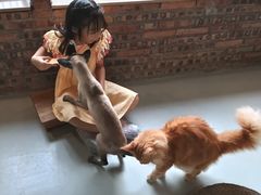 -豆逗聊愈猫阁Easy Life