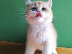 -东方名猫馆·英短金渐层布偶猫舍(环线广场1号楼店)