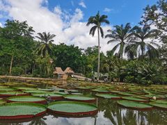-中国科学院西双版纳热带植物园