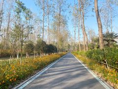 -合肥滨湖国家森林公园