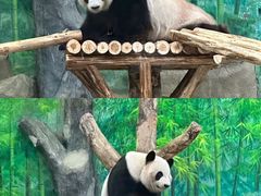 -灵玲国际马戏城
