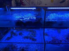 水产区-特色酱椒鱼私房菜(黄鹤楼店)