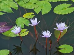 -国家植物园南园