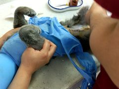 -美联众合动物医院·24h京西诊疗中心