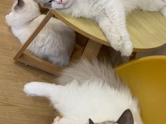 -有喵·猫咖·狗咖·30几只猫10只小狗(岗厦店)