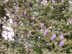 -洛阳市隋唐城遗址植物园
