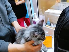 -十年猫舍·猫咪专门店(普陀店)