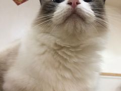 -李小姐の猫咖啡馆(五角场店)