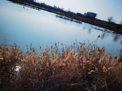 -鹦鹉洲湿地公园