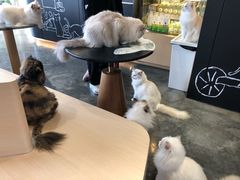 -瞄一喵猫咖(格力海岸店)