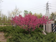 -将府公园