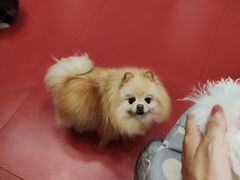 -和它·交个朋友·狗咖猫咖(爱琴海店)