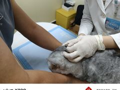 -美联众合动物医院·24h转诊中心