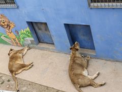 -青藏高原野生动物园