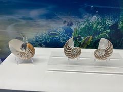 -贝壳王国博物馆