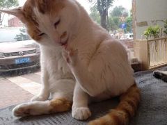 -平行世界·猫咖(首经贸店)