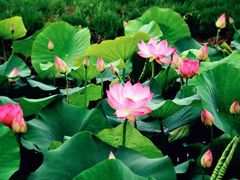 -池杉湖湿地公园