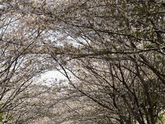 -高东镇樱花园