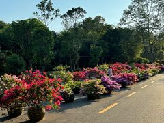 -深圳仙湖植物园