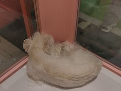 -FAELING PETS美天灵宠物(合生汇店)
