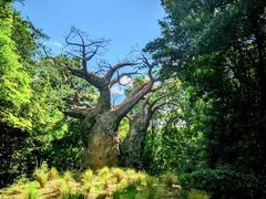 -奥兰多迪士尼动物王国乐园