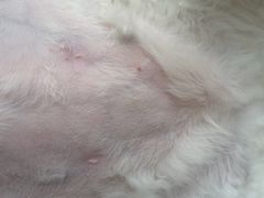 -北京赛佳动物医院