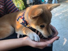 -柴犬高等学院·狗咖·柴犬售卖·宠物训练