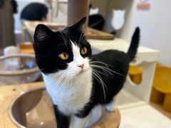 -有喵·猫咖·狗咖·30几只猫10只小狗(岗厦店)