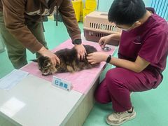 -北京观赏动物医院·24小时大型综合·猫专科·异宠专科