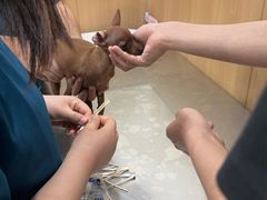 -米苏动物医院·犬猫专科·骨科外科内窥镜