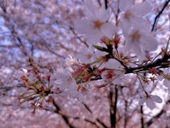 -顾村公园