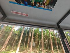 -日照海滨国家森林公园