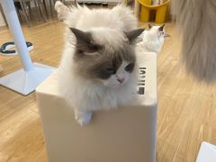 -有喵·猫咖·狗咖·30几只猫10只小狗(岗厦店)