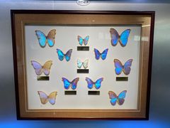 -上海昆虫博物馆