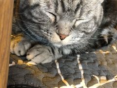 -平行世界·猫咖(首经贸店)