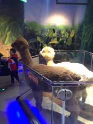 -未来动物城动物主题公园(大悦城店)