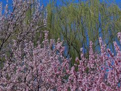 -桃花堤公园