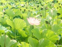 -莲花池公园