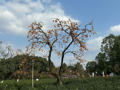 -如意山房柿子树下餐厅