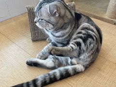 -Let's go狗咖·猫咖·奶狗·桌游(春熙路IFS店)
