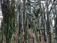 -南山植物园