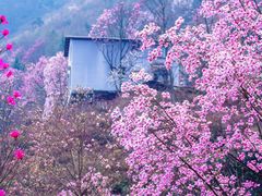 -九皇山景区