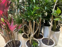 -双季花艺园艺市场(浦东店)